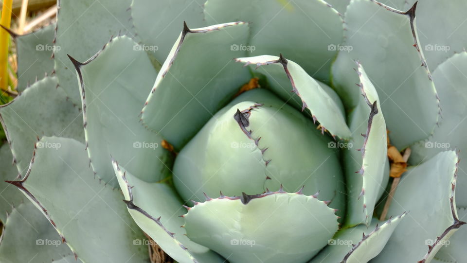 Echeveria, a succulent with spikes on it. Fleshy and waxy leafs, a perfect example of adaption in arid environment like that in California.