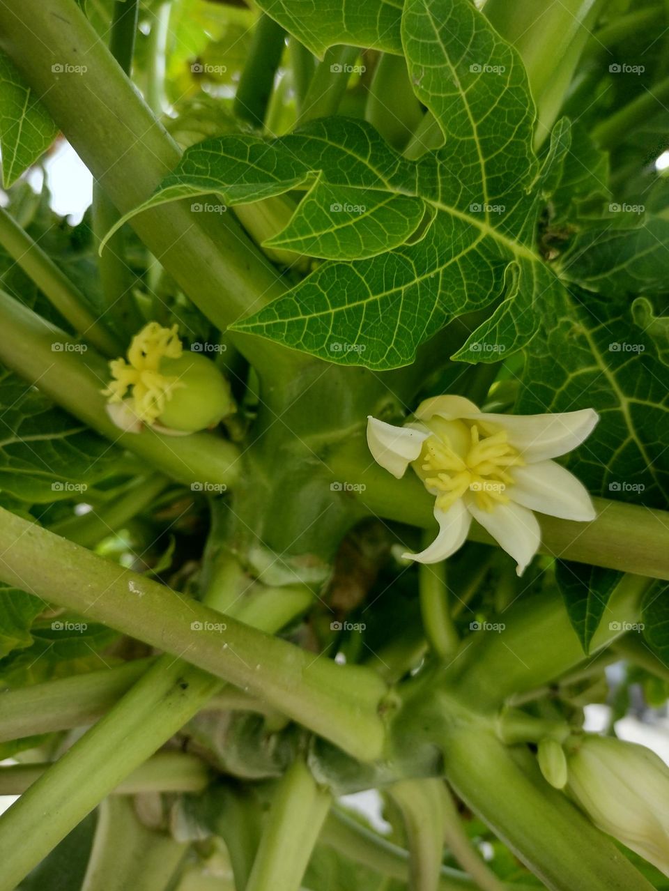 Flores de Mamão