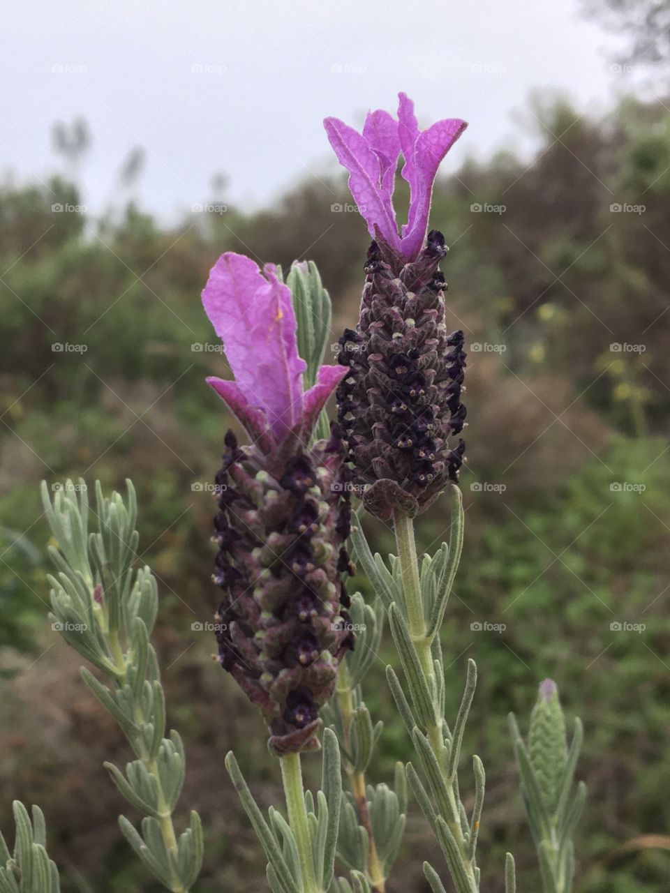 First flowers of « Butterfly Lavender »