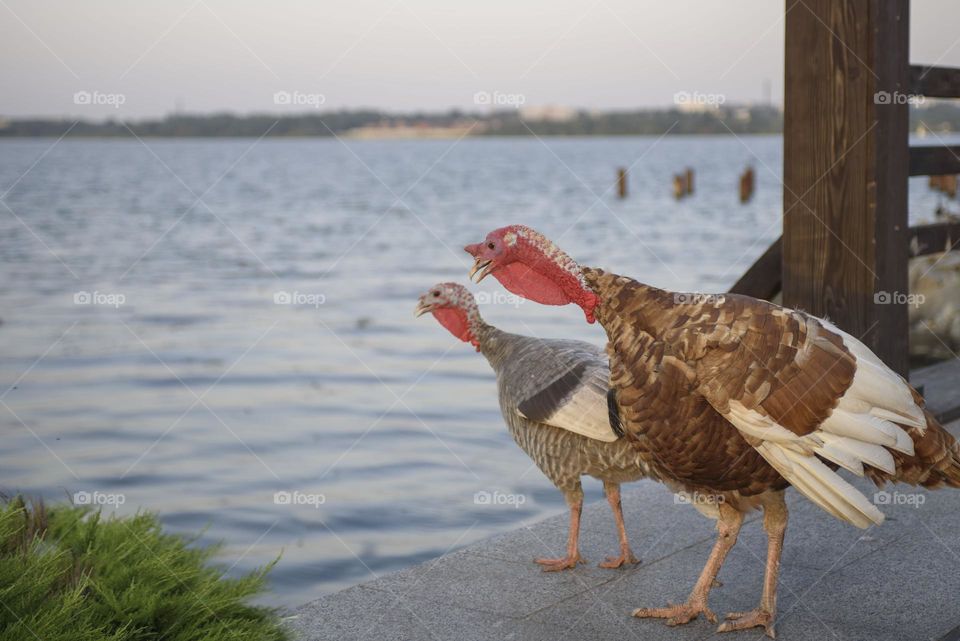 A couple of turkeys are standing on the bridge and looking at the river. Funny scene from the life of birds