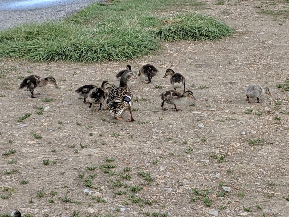 A Lake in Utah with Mommy and Baby Ducks ©️ Copyright CM Photography
