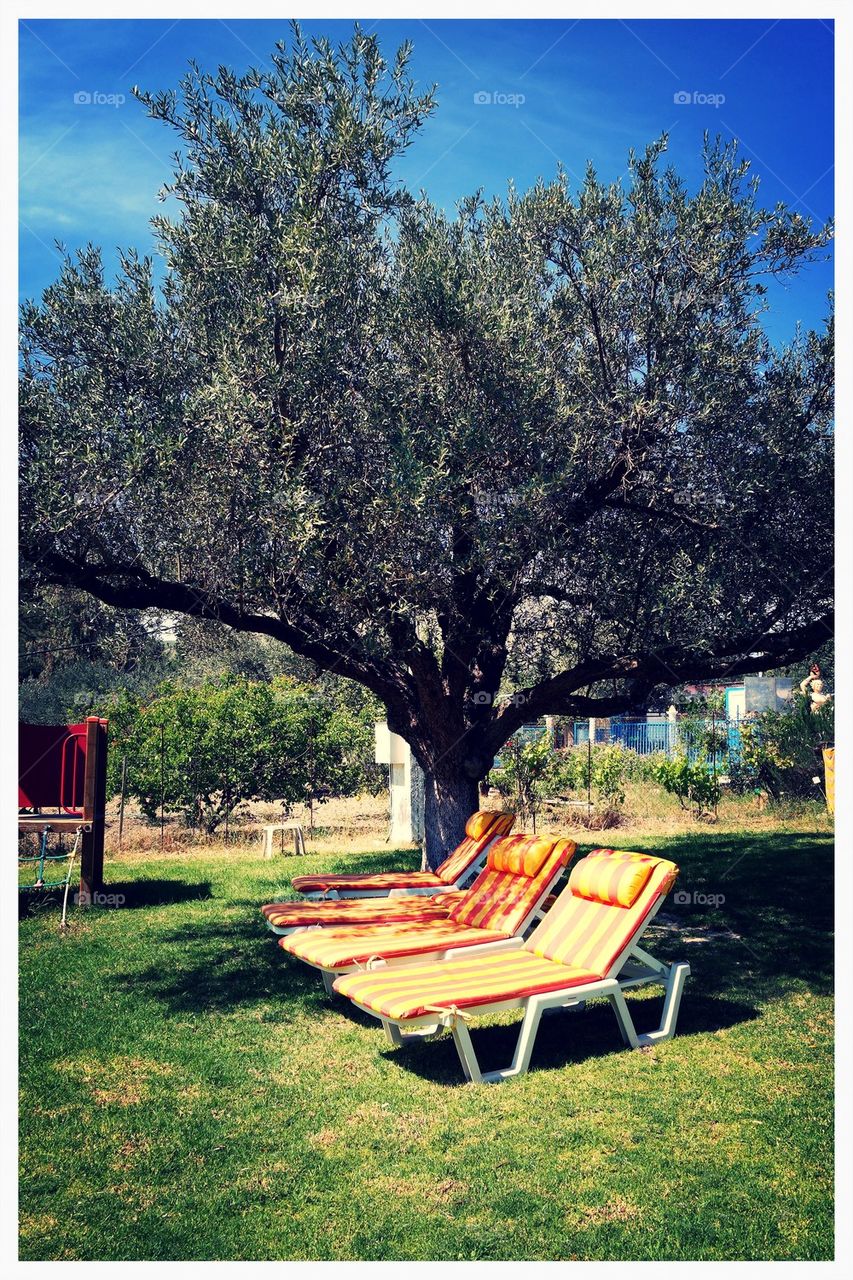 Under the olive tree