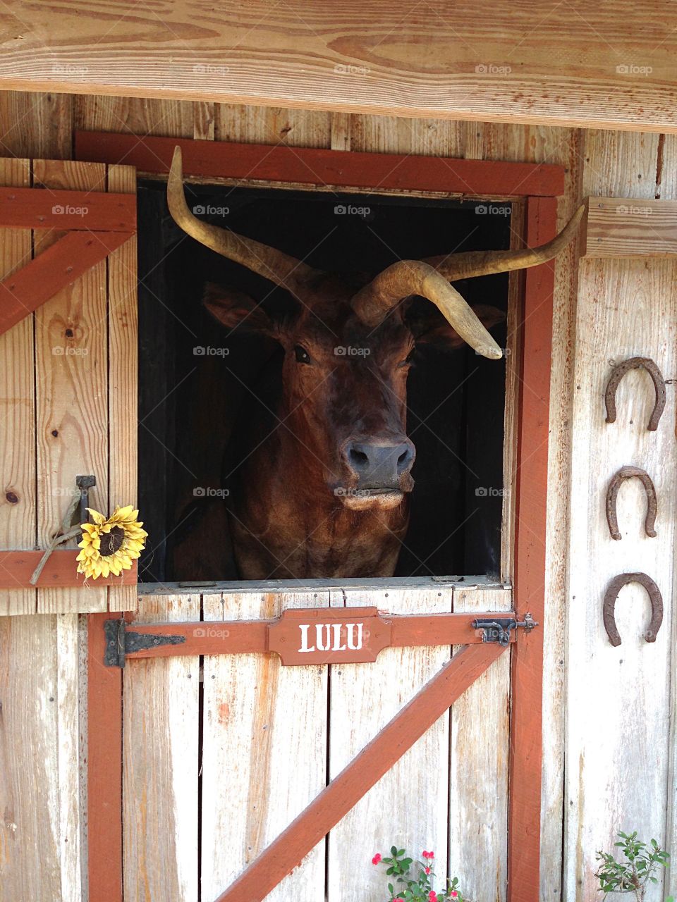 LuLu -the unique 3 horned cow of the Heritage cattle breed.