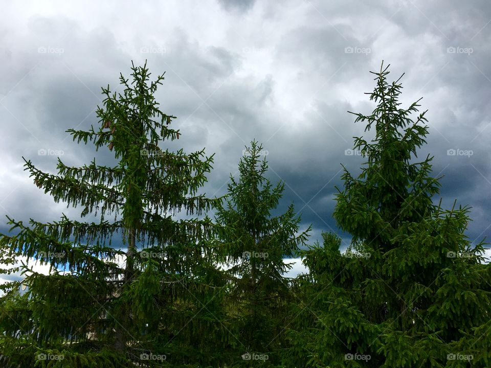 Pine trees and thunderstorms