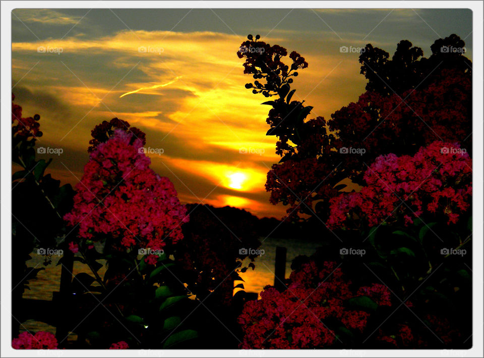 Crepe myrtles . Crepe myrtles and sunset