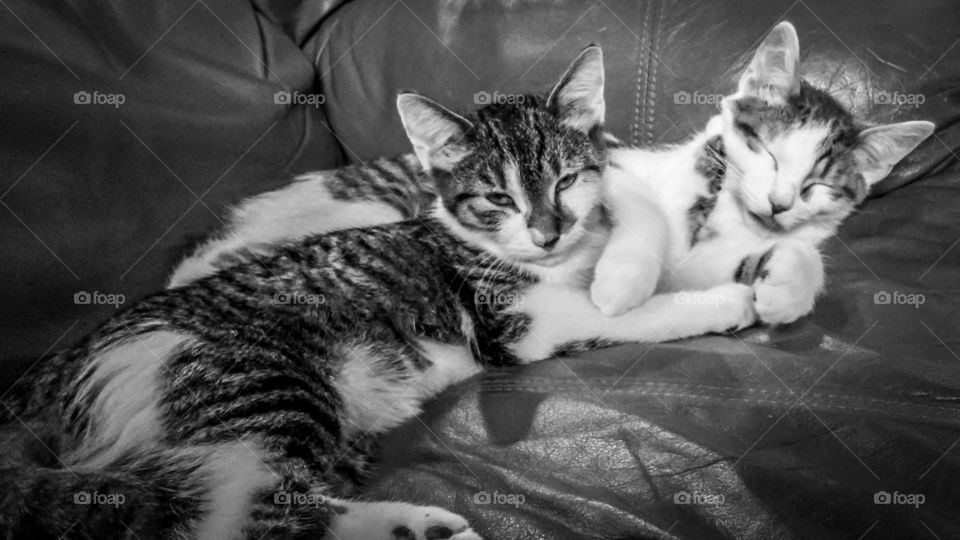 Two young kittens snuggling on the couch.