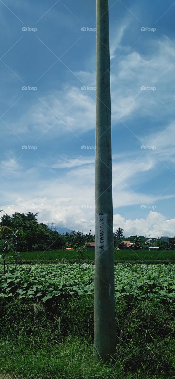 Sweet potato plantations and rice fields
