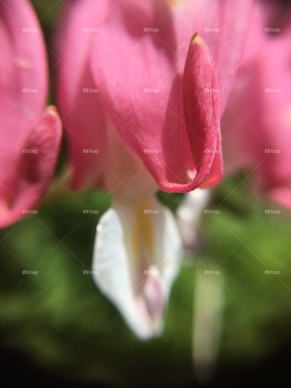 Bleeding heart closeup 
