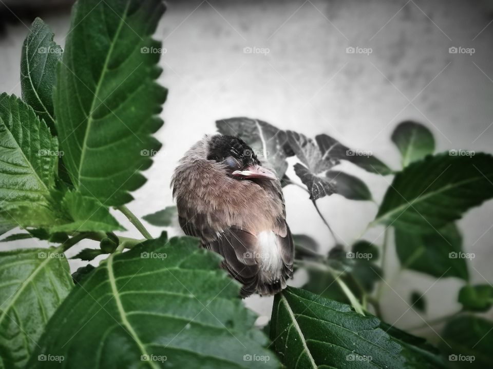 this bird was missing that parents it's feeling lonely and without safe