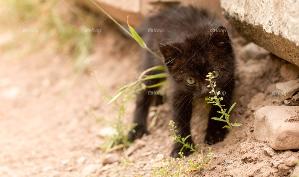 Black Kitten Hunting