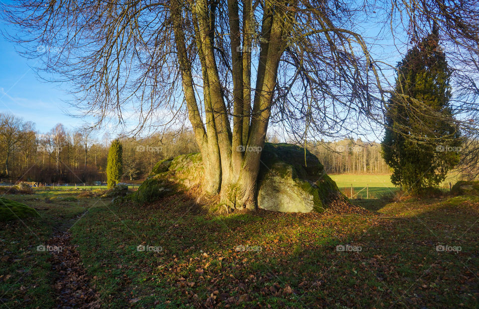 Perfect place for a picnic