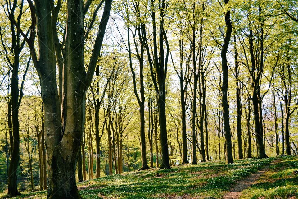 Wood, Tree, Fall, Landscape, Leaf