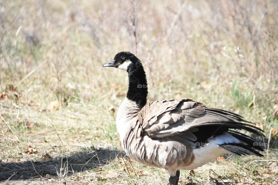 Canada goose fanning