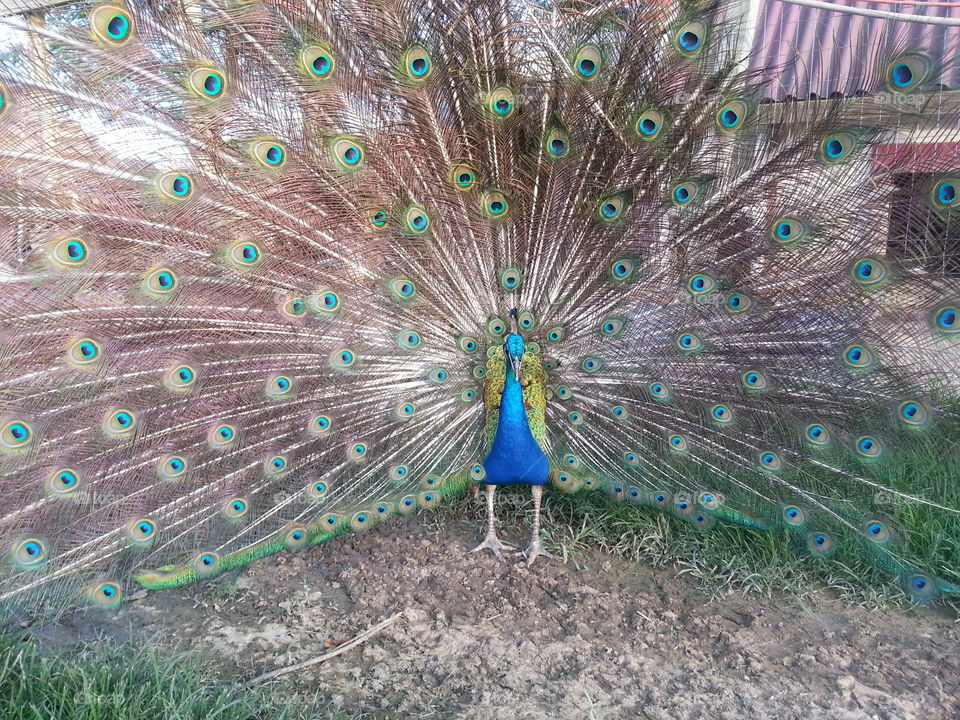 Peacock, Bird, Feather, Peafowl, Ritual Custom
