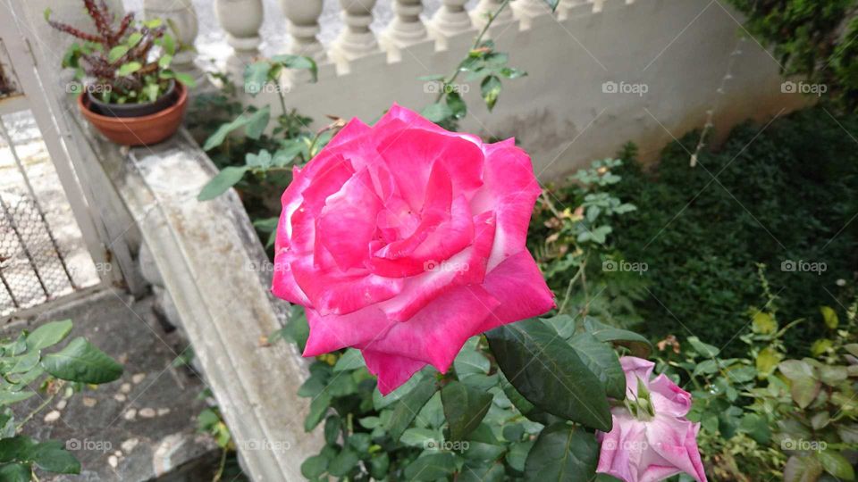 rosa