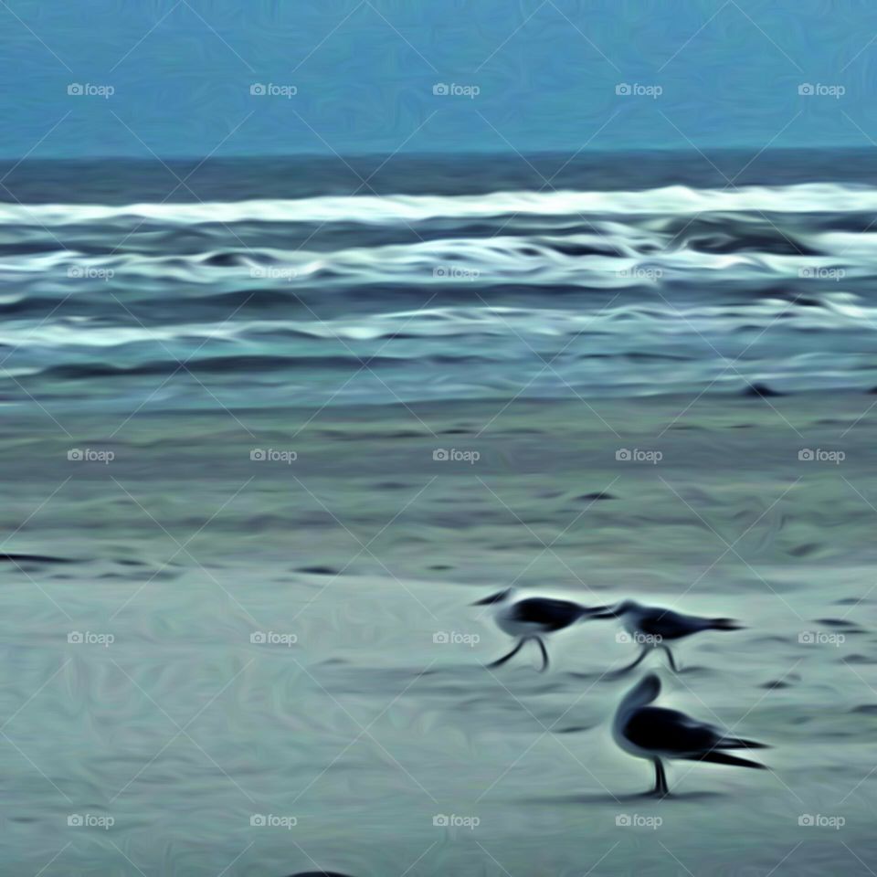 Three Seagulls At The Beach