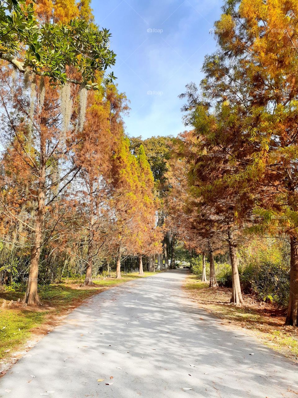 Secret Lake Park is one of my favorite parks. This photo shows a treelined pathway there. I love the colors.