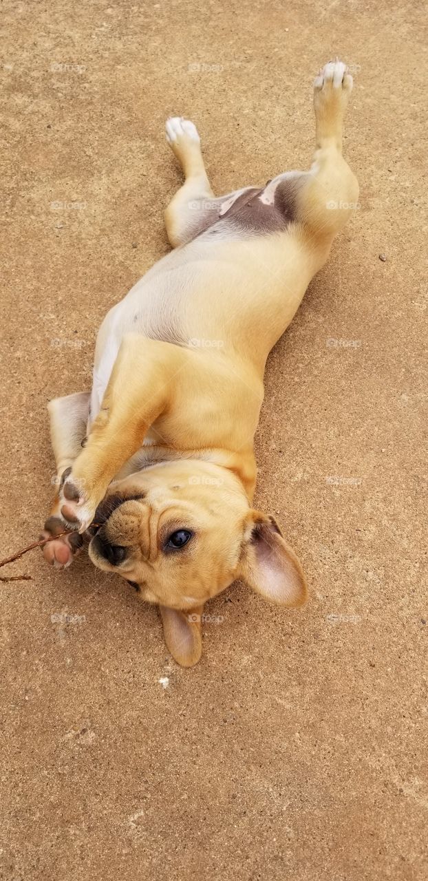 French bulldog puppy playing with stick