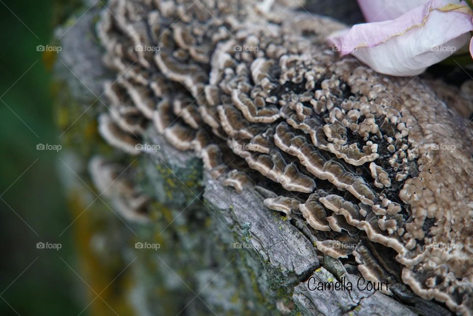 Layers of shelf mushrooms on a stump