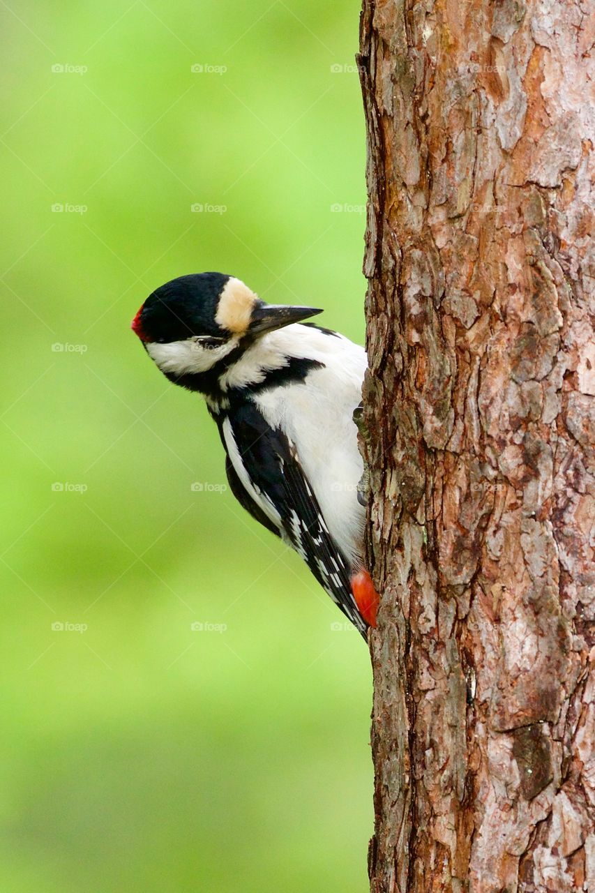Större hackspett. Great spotted woodpecker. Dendrocopos major.