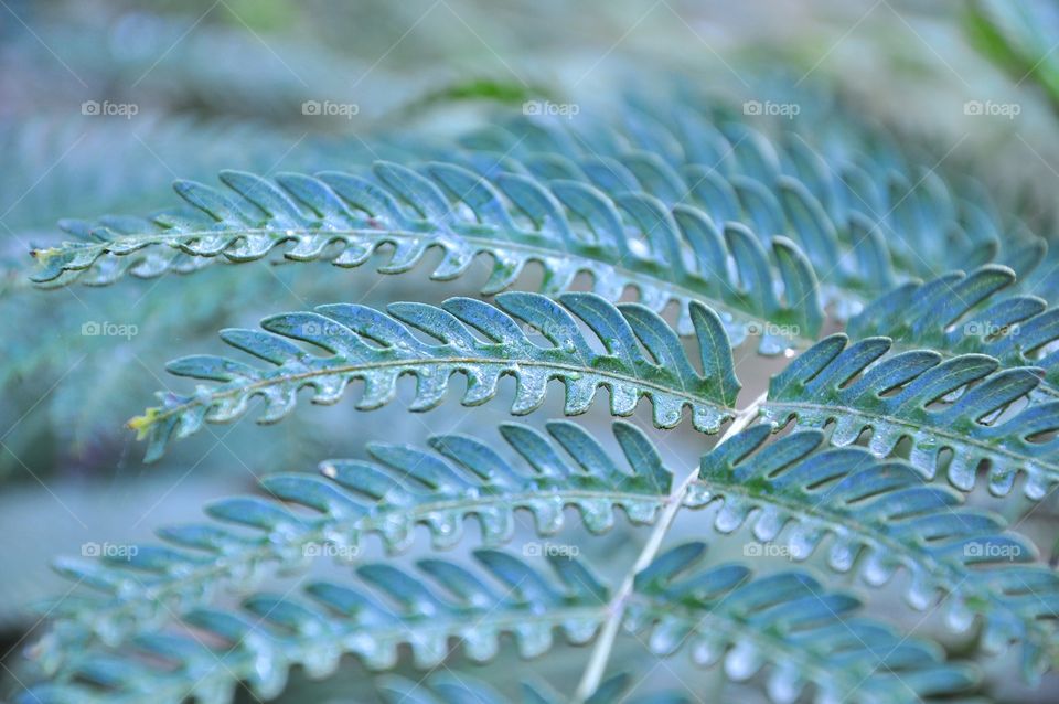 Leaf, Flora, Nature, Closeup, Growth