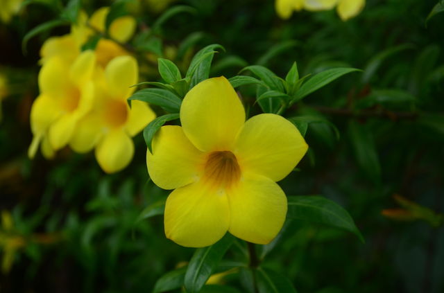 Yellow bell flower