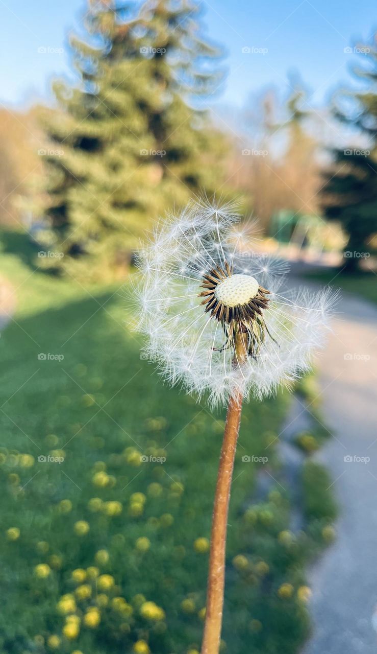 Dandelion🤍