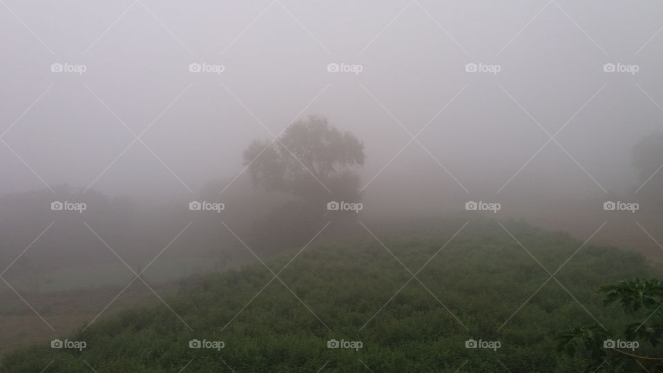 fog in forest
