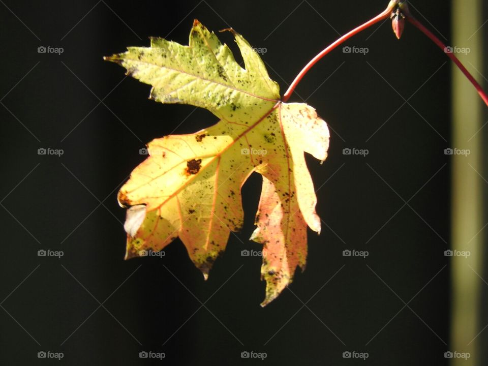 Maple leave suspended in time.