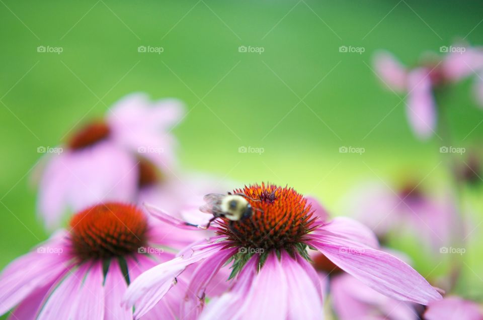 Buzy Bee . A bumble Bee at work collecting pollen from a pink flower! 