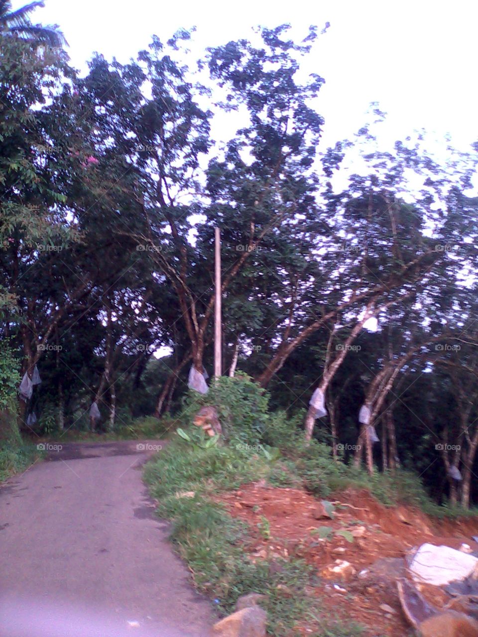 mountain road, rubber tree