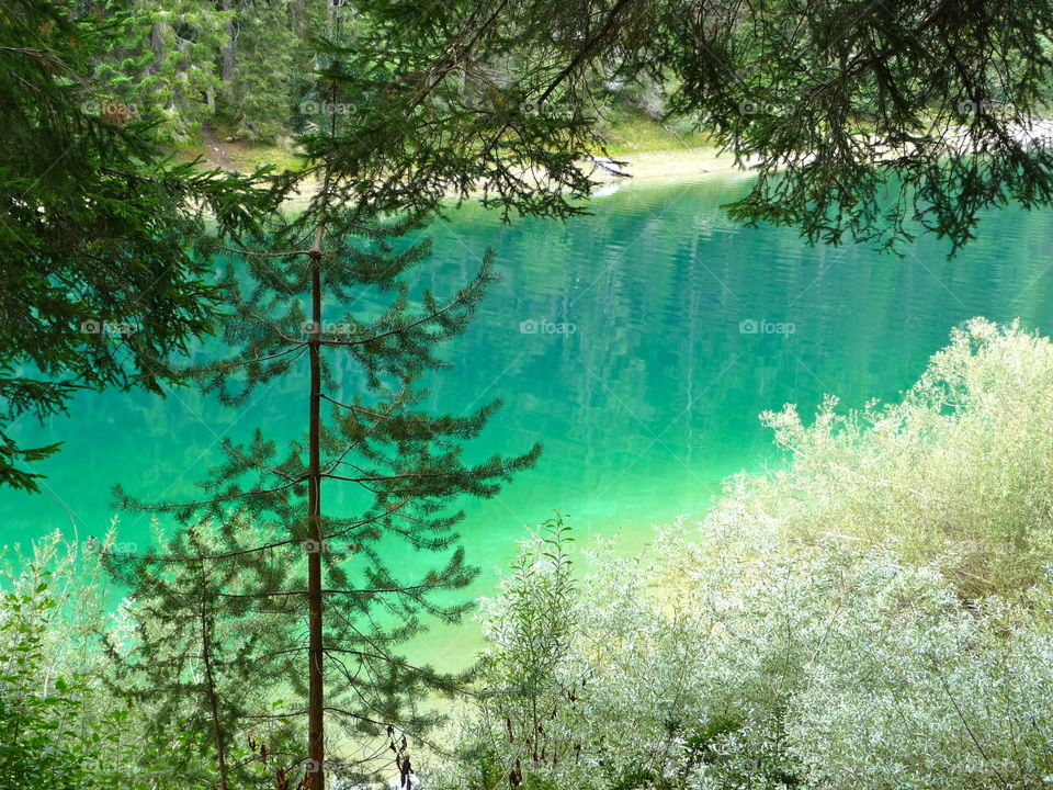 Trees reflected on lake