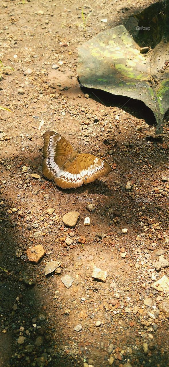 A beautiful butterfly perched on a slightly wet ground