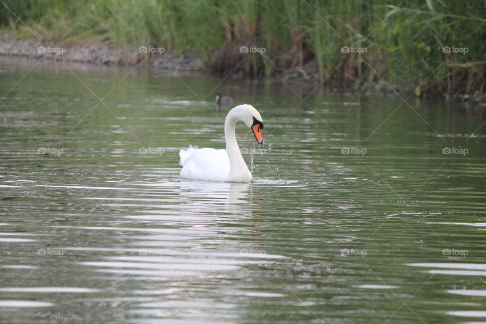 Swan 1