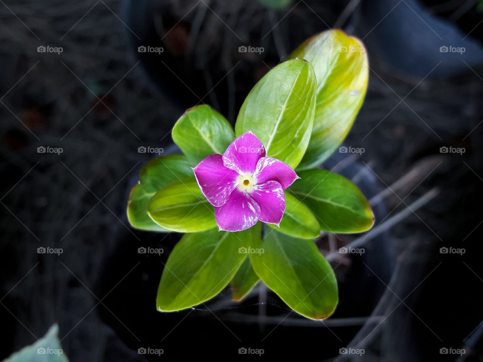 photo of a flower with green leaves taken from above