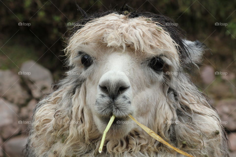 Portrait of alpaca eating grass