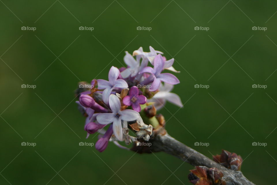 Wrong Time to Bloom
Lilac bush blooming in November in Missouri due to unusually warm weather. 