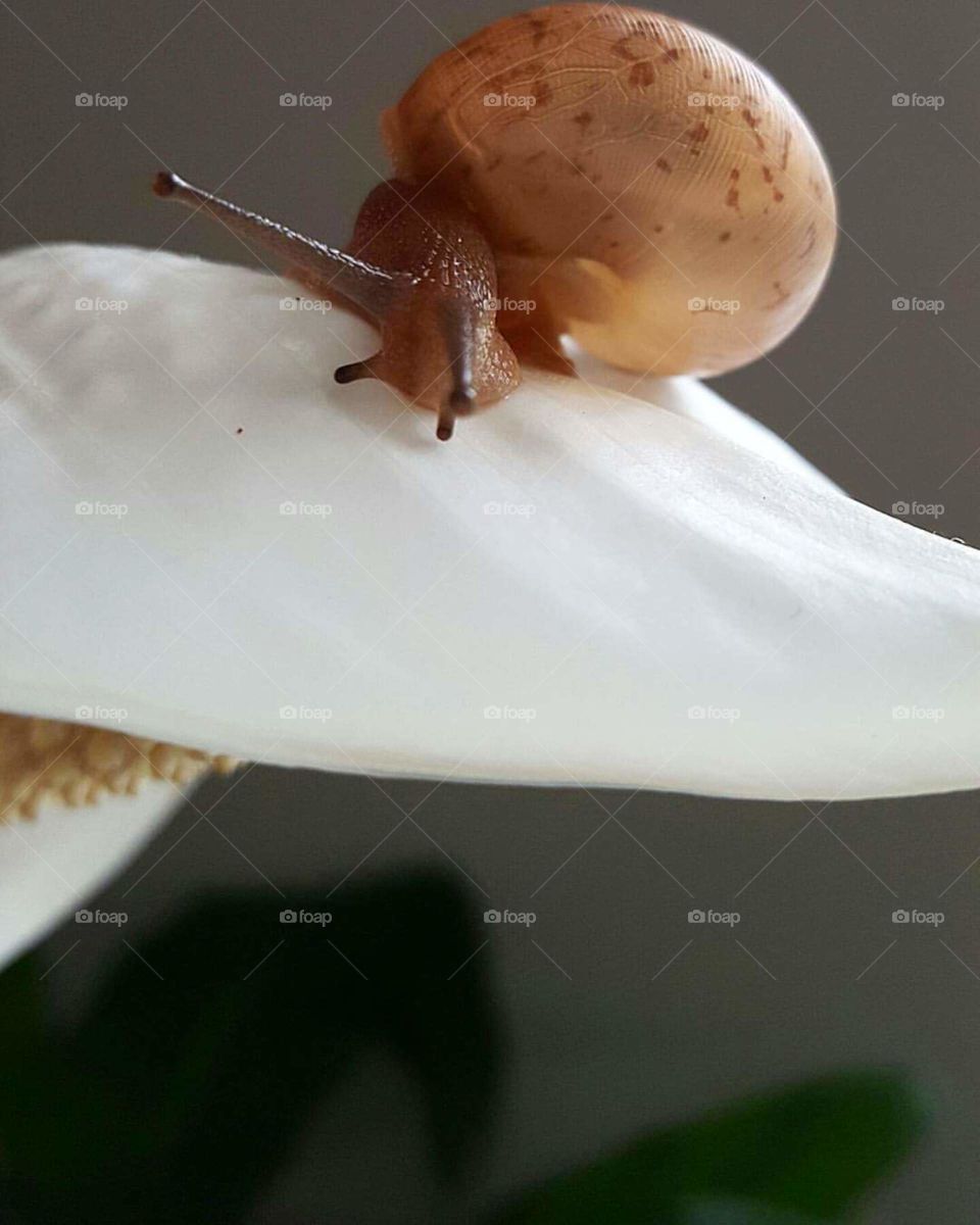 snail on a flower.