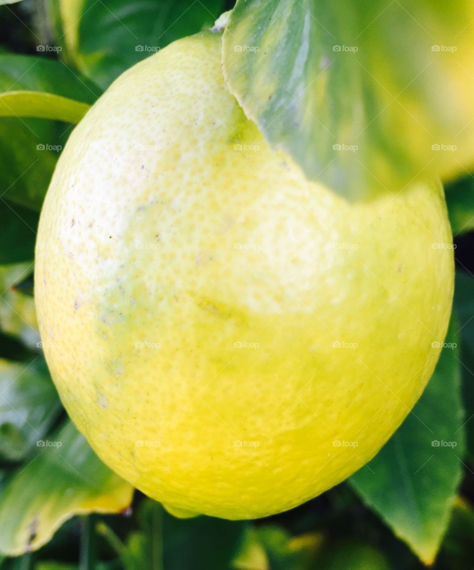 Lemon yellow 