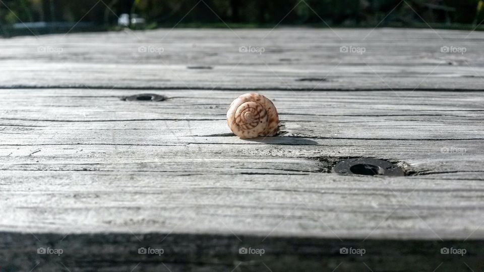 Snail on wooden plank