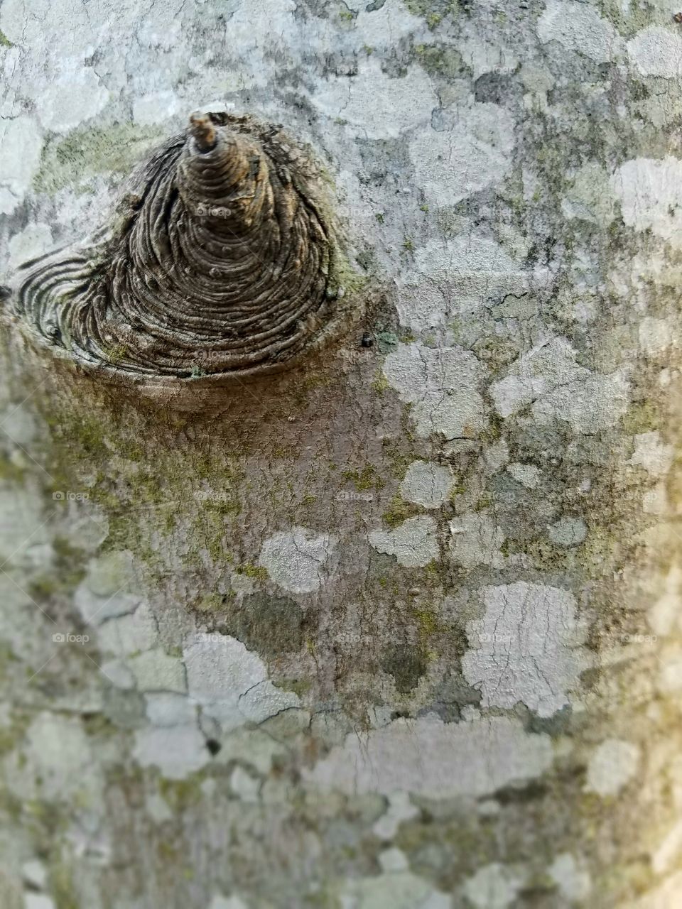 patterns from the bark of a tree