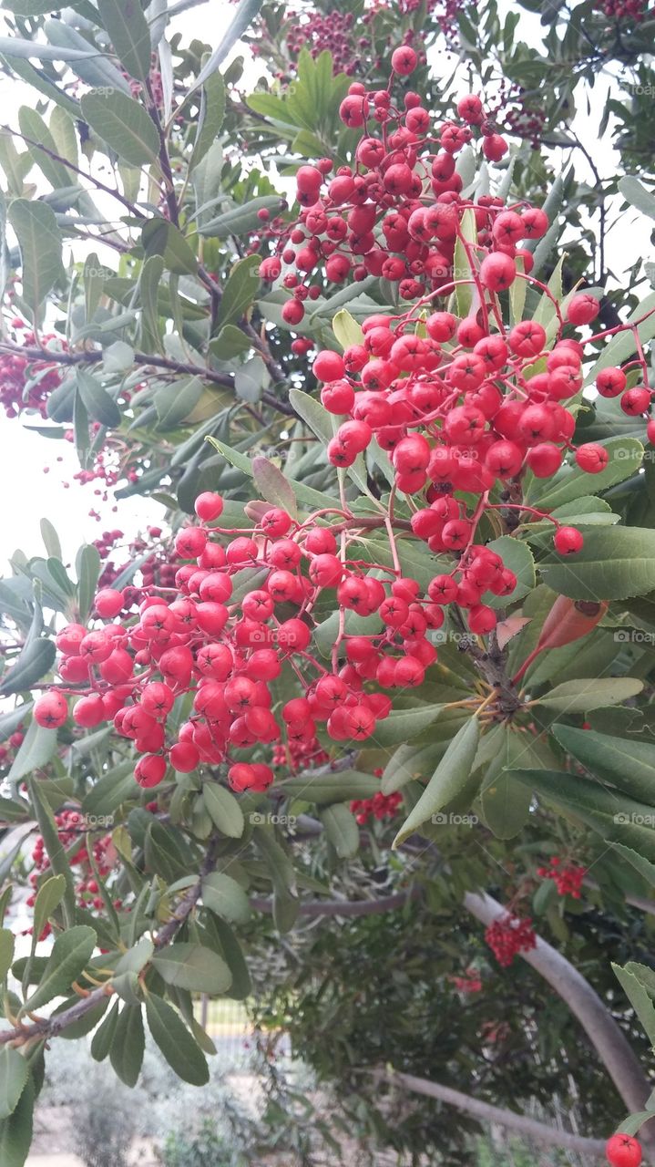 Red Berry Tree