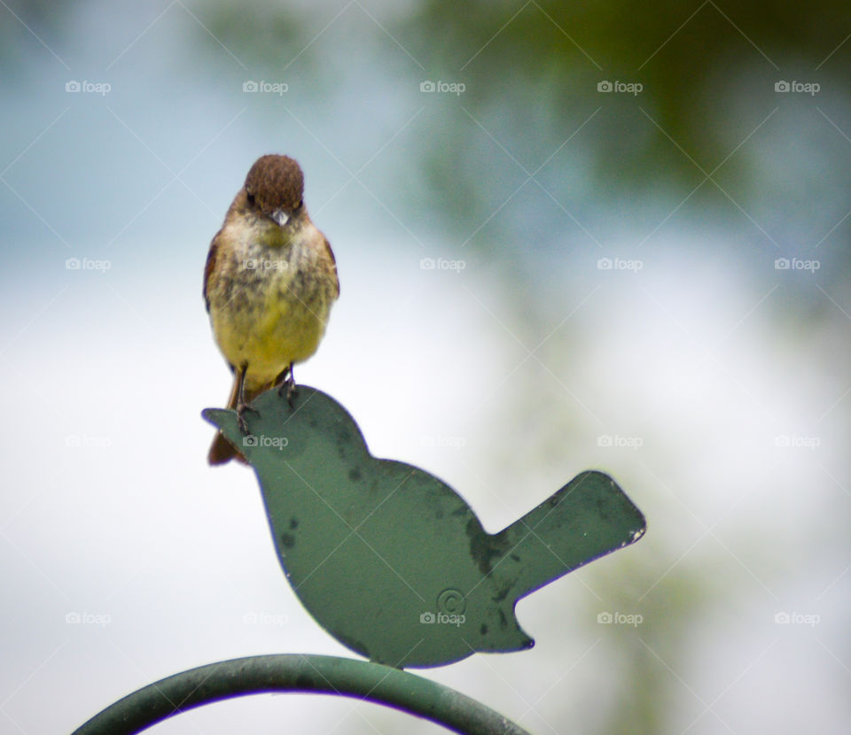 phoebe bird perched on ornamental bird