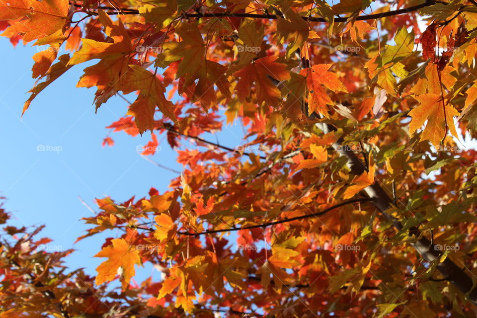 Rich autumn foliage colors