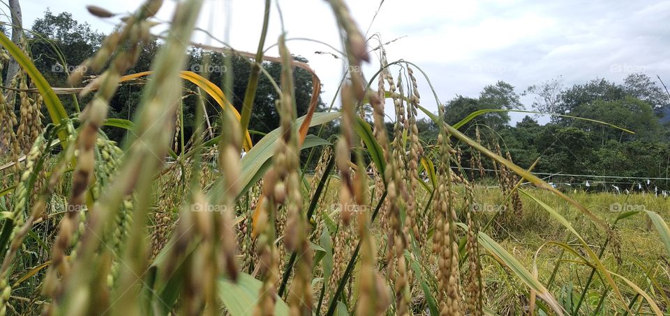 the Paddy seeds has turn colour onto yellow means time to harvest. the birds are finding away another seeds to suck!
