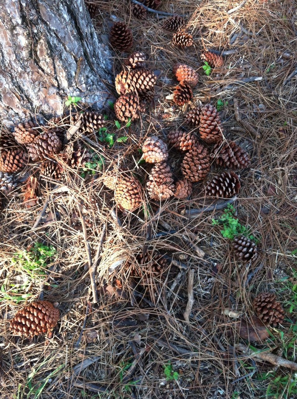 Pine cones 