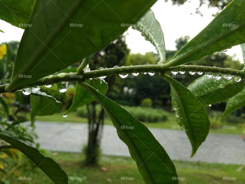 green leaves in water drops