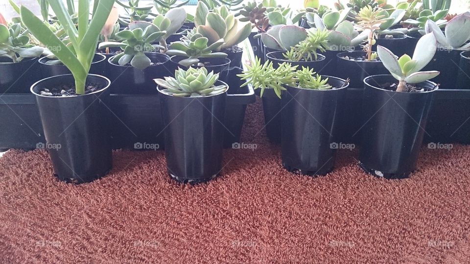 Plant Tube Stock for Sale