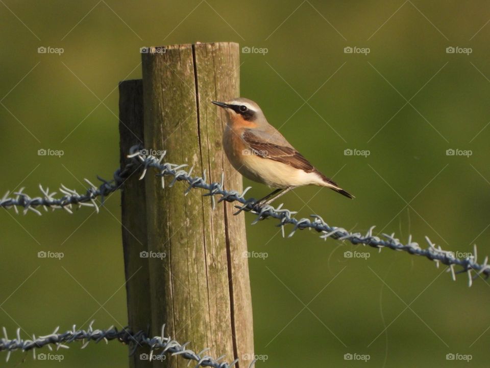 A bird on a fence