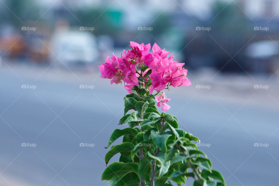 Bougainvillea